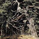 Reflex'82 16 Karin Luttmer